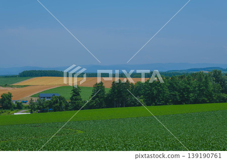 [Biei Town Tree] The Seven Star Tree in Hokkaido's Great Outdoors 139190761