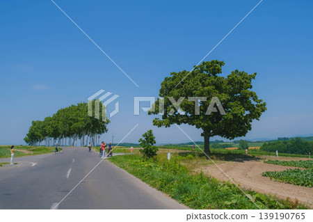 [Biei Town Tree] The Seven Star Tree in Hokkaido's Great Outdoors 139190765