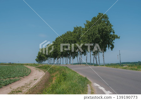 [Biei Town Tree] The Seven Star Tree in Hokkaido's Great Outdoors 139190773
