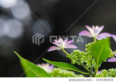 Macro shot of fresh green leaves and sparkling hydrangeas Macro shot of fresh green leaves and sparkling hydrangeas 139190958