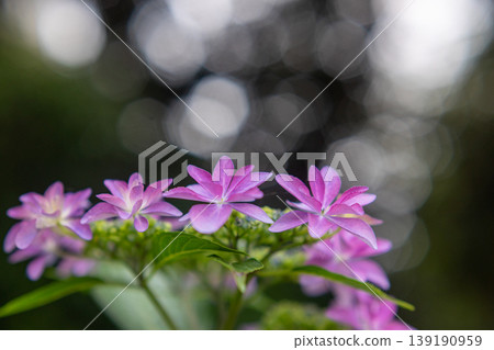 Beautiful bokeh of hydrangeas lined up side by side Beautiful bokeh of hydrangeas lined up side by side 139190959