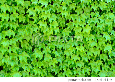 A wall covered in ivy leaves - background material - morning/daytime intermediate colors 139191186