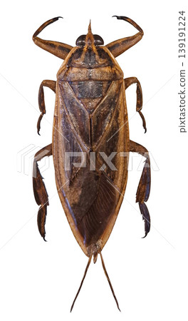 A giant water bug rests on a plain background. Its body shows distinct features. This insect is common in freshwater habitats and can be found in various regions. 139191224