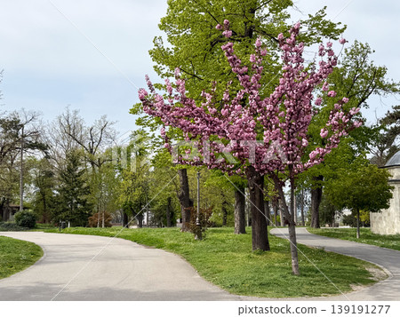 Pink japanese sakura cherry tree blooming beside a small stone pavilion in a park. Spring landscape, urban greenery, garden path, ornamental horticulture, heritage architecture, and outdoor leisure. Pink japanese sakura cherry tree blooming beside a small stone pavilion in a park. Spring landscape, urban greenery, garden path, ornamental horticulture, heritage architecture, and outdoor leisure. 139191277