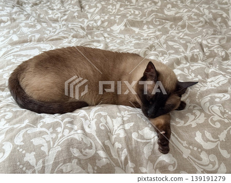 Sleeping siamese cat on a patterned bedspread at home. Pet rest, domestic comfort, feline companionship, bedroom routine, animal behavior, relaxation, trust, warmth, and household calm. Sleeping siamese cat on a patterned bedspread at home. Pet rest, domestic comfort, feline companionship, bedroom routine, animal behavior, relaxation, trust, warmth, and household calm. 139191279