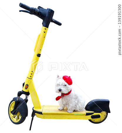 A small white dog sits on a yellow scooter wearing a red beret and a red scarf. The scooter stands alone in a plain area with no other objects nearby. A small white dog sits on a yellow scooter wearing a red beret and a red scarf. The scooter stands alone in a plain area with no other objects nearby. 139191300