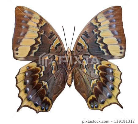 The colorful butterfly Charaxes eurialus rests on a plain surface. It displays its wings open, showing a variety of patterns and colors. Natural light highlights the details of the butterfly. The colorful butterfly Charaxes eurialus rests on a plain surface. It displays its wings open, showing a variety of patterns and colors. Natural light highlights the details of the butterfly. 139191312