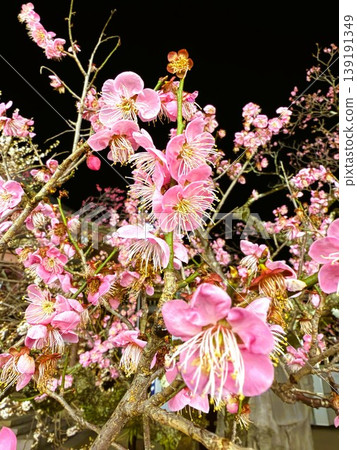 北野天滿宮的紅梅 北野天滿宮的紅梅 139191349