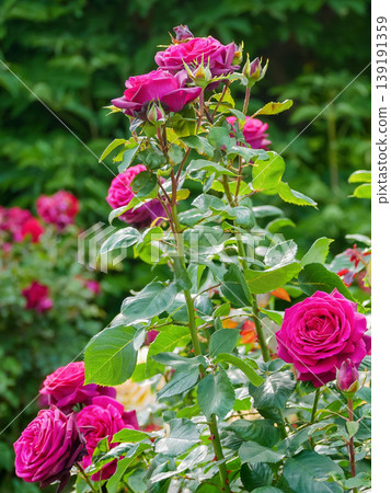 Vibrant Pink Garden Roses in Bloom - Fresh Summer Floral Background. Rosengarten Volksgarten in Vienna. Vibrant Pink Garden Roses in Bloom - Fresh Summer Floral Background. Rosengarten Volksgarten in Vienna. 139191359
