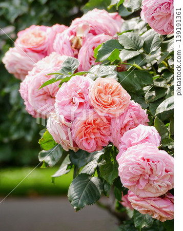 Pink English Roses Pierre de Ronsard Blooming in Rosengarten Volksgarten in Vienna Close-Up Close-Up Pink English Roses Pierre de Ronsard Blooming in Rosengarten Volksgarten in Vienna Close-Up Close-Up 139191361