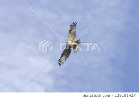 Flying wild boar Flying wild boar 139191427