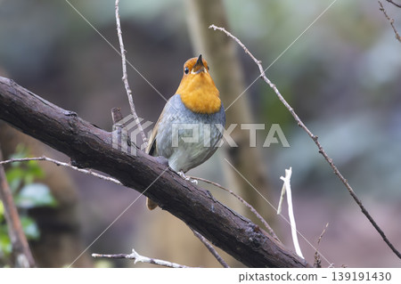 一隻知更鳥棲息在樹枝上,唱歌著。 一隻知更鳥棲息在樹枝上,唱歌著。 139191430