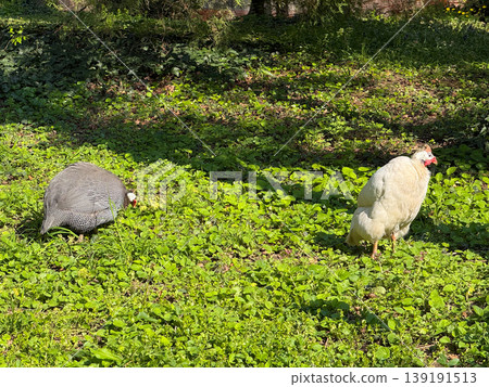 Helmeted guineafowl birds walking on grass in a park under sunlight. Wildlife observation, natural behavior, outdoor habitat, and peaceful environment Helmeted guineafowl birds walking on grass in a park under sunlight. Wildlife observation, natural behavior, outdoor habitat, and peaceful environment 139191513