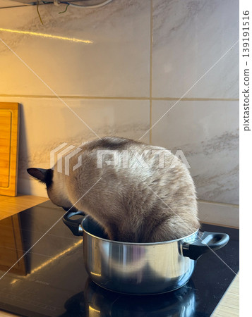 Funny Siamese cat resting inside a metal saucepan on an induction cooktop at home. Pet curiosity, domestic humor, kitchen mischief, and cozy indoor life Funny Siamese cat resting inside a metal saucepan on an induction cooktop at home. Pet curiosity, domestic humor, kitchen mischief, and cozy indoor life 139191516