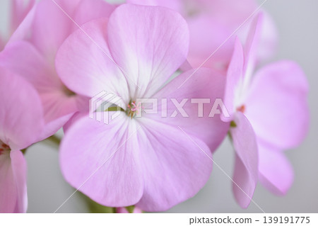 Geranium Geranium 139191775