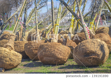 Tree saplings with root balls wrapped in burlap are prepared for planting at urban spring landscaping. Concept of tree planting, nursery supply, city greening project Tree saplings with root balls wrapped in burlap are prepared for planting at urban spring landscaping. Concept of tree planting, nursery supply, city greening project 139191890