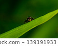 Spider 139191933