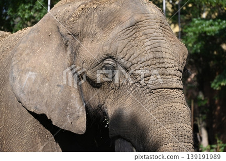 Cute and powerful African elephants Cute and powerful African elephants 139191989