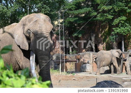 Cute and powerful African elephants Cute and powerful African elephants 139191998