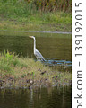 A grey heron standing on a small island in the pond 139192015