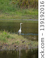 A grey heron standing on a small island in the pond 139192016