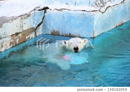 Hou-chan, the popular polar bear at Tennoji Zoo (Osaka City), is seen playing in the pool with a white basket in her arms. Hou-chan, the popular polar bear at Tennoji Zoo (Osaka City), is seen playing in the pool with a white basket in her arms. 139192059
