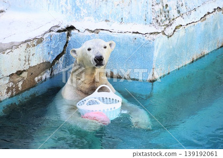 Hou-chan, the popular polar bear at Tennoji Zoo (Osaka City), is seen playing in the pool with a white basket in her arms. Hou-chan, the popular polar bear at Tennoji Zoo (Osaka City), is seen playing in the pool with a white basket in her arms. 139192061