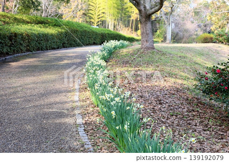 水仙花花 水仙花花 139192079