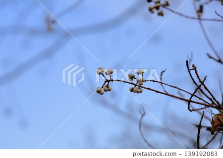 Refreshing, small, white Chinese tallow tree berries Refreshing, small, white Chinese tallow tree berries 139192083