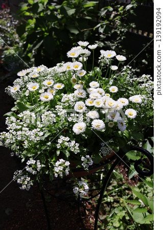 白雛菊和香雪球的混合種植 139192094