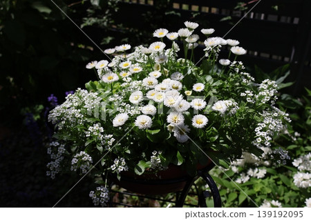 白雛菊和香雪球的混合種植 139192095