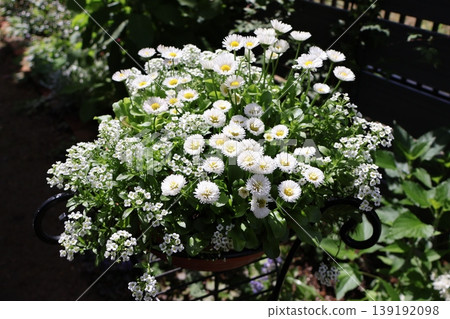 白雛菊和香雪球的混合種植 白雛菊和香雪球的混合種植 139192098