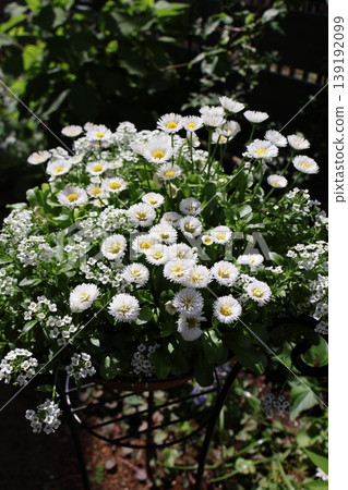 A mixed planting of white daisies and alyssum A mixed planting of white daisies and alyssum 139192099