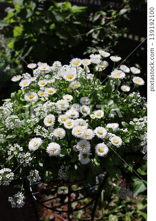 白雛菊和香雪球的混合種植 白雛菊和香雪球的混合種植 139192100