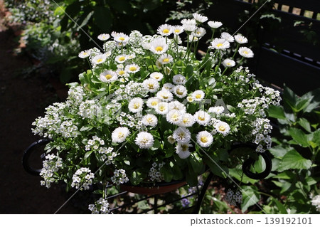 白雛菊和香雪球的混合種植 139192101