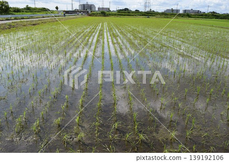 Paddy fields in early summer Southern Ibaraki Prefecture Paddy fields in early summer Southern Ibaraki Prefecture 139192106