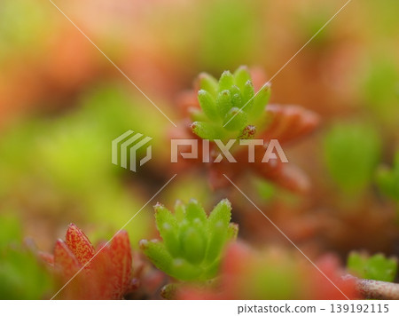 Close-up of a succulent plant (20260413104943) 139192115