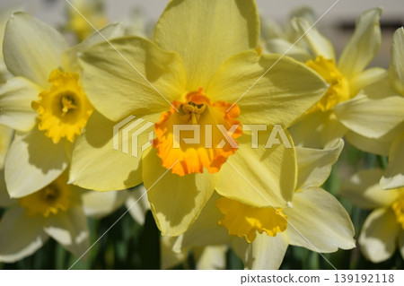 Daffodil flowers Daffodil flowers 139192118