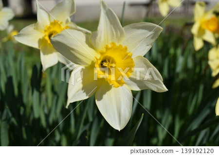 水仙花花 水仙花花 139192120