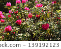 Rhododendrons at Fukuzoin Temple, whose petals have begun to open in the spring sunshine (1) 139192123