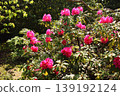 Rhododendrons at Fukuzoin Temple, whose petals have begun to open in the spring sunshine (2) 139192124