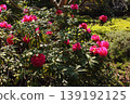 Rhododendrons at Fukuzoin Temple, whose petals have begun to open in the spring sunshine (3) 139192125