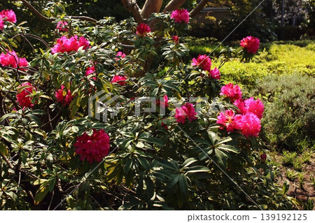 Rhododendrons at Fukuzoin Temple, whose petals have begun to open in the spring sunshine (3) Rhododendrons at Fukuzoin Temple, whose petals have begun to open in the spring sunshine (3) 139192125