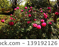 Rhododendrons at Fukuzoin Temple, whose petals have begun to open in the spring sunshine (4) 139192126