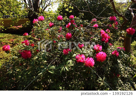 福藏院的杜鵑花，花瓣在春日的陽光下緩緩綻放（4） 139192126
