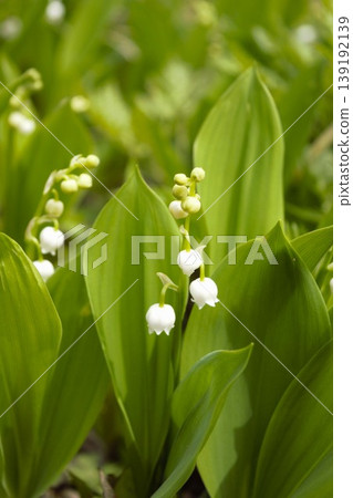 Lily of the valley flowers blooming in the forest Lily of the valley flowers blooming in the forest 139192139