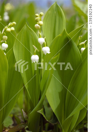 嬌嫩的白色鈴蘭花(長野縣) 嬌嫩的白色鈴蘭花(長野縣) 139192140