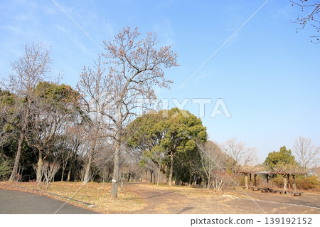 Withered buds of lily tree Withered buds of lily tree 139192152