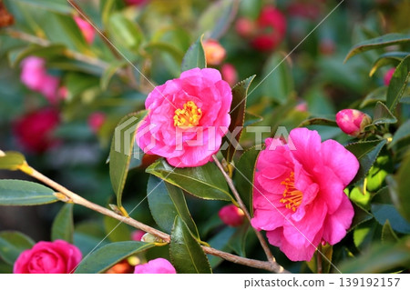 Cute camellia flower Cute camellia flower 139192157
