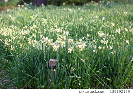 Daffodil flowers Daffodil flowers 139192159